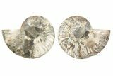 Cut & Polished, Agatized Ammonite Fossil - Madagascar #191624-1